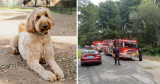 Woman Jumps Into Fast-Flowing River To Save Her Senior Dog