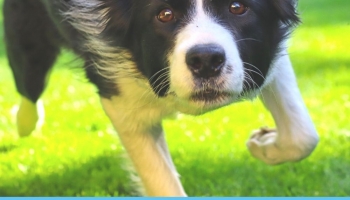 Fun Facts About Border Collies