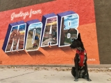 Your Ultimate Guide To Dog Friendly Moab