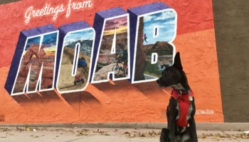 Your Ultimate Guide To Dog Friendly Moab