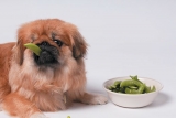 Eyes on Peas in Grain-Free Diets – Dogster